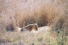 Löwin mit Jungen in der Serengeti